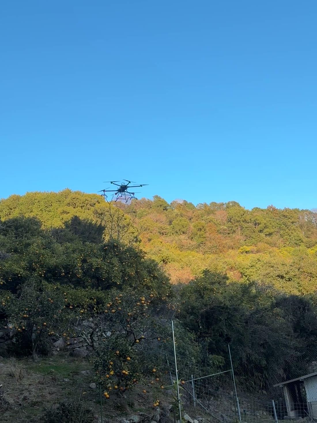 柑橘園の上空を飛行する機体