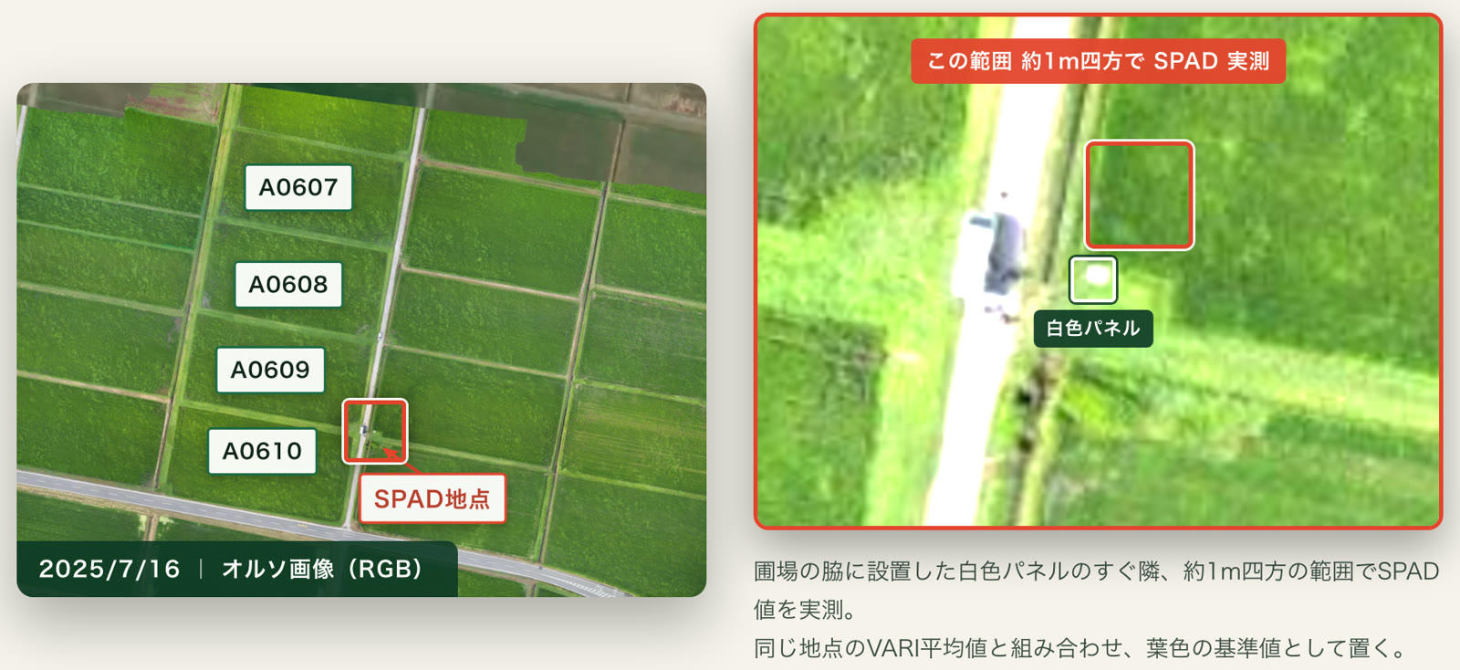 オルソ画像上のSPAD実測地点と、その拡大図